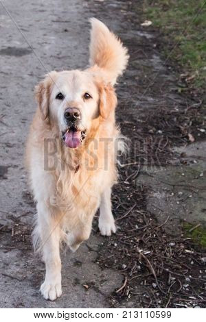 retriever golden dog animal portrait pet canine adult outodoor domestic friend doggy