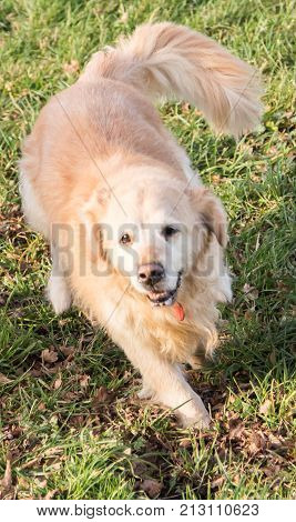 retriever golden dog animal portrait pet canine adult outodoor domestic friend doggy