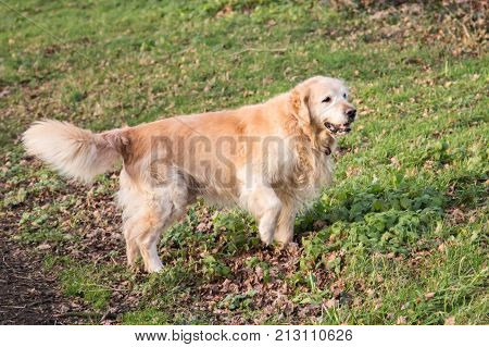 retriever golden dog animal portrait pet canine adult outodoor domestic friend doggy