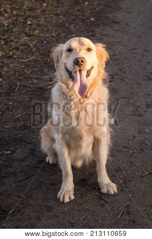 retriever golden dog animal portrait pet canine adult outodoor domestic friend doggy
