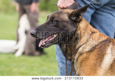 Belgian Malinois shepherd dog outdoor portrait of belgium
