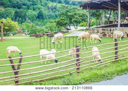 Beautiful view of some sheep grazing landscape nature