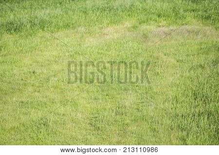 Green grass background  nature, grass, green, field