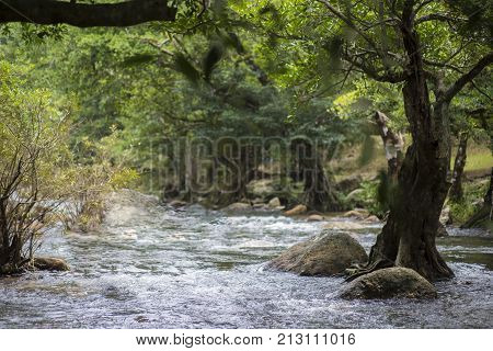 landscape with mountains, forest and a river in front
