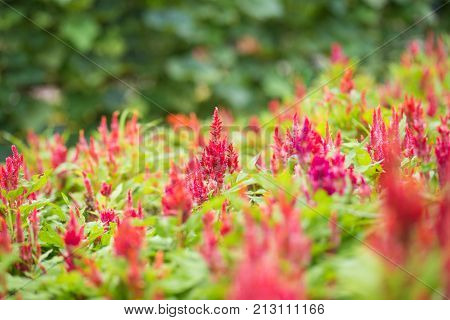 Many flowers Chinese Wool Flower spring, blossom, bloom, beauty