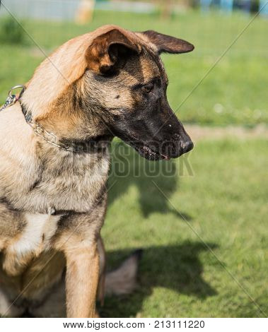 Belgian Malinois shepherd dog outdoor portrait of belgium
