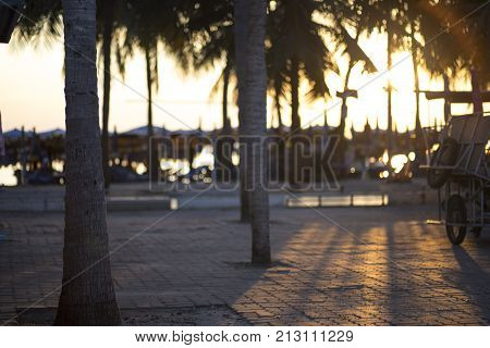 Sunlight through the coconut Evening at sea