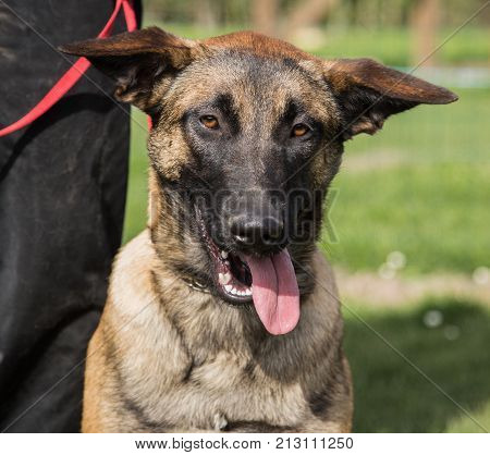 Belgian Malinois shepherd dog outdoor portrait of belgium