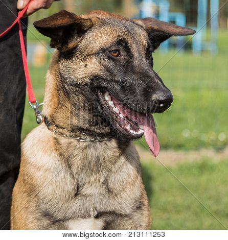 Belgian Malinois shepherd dog outdoor portrait of belgium