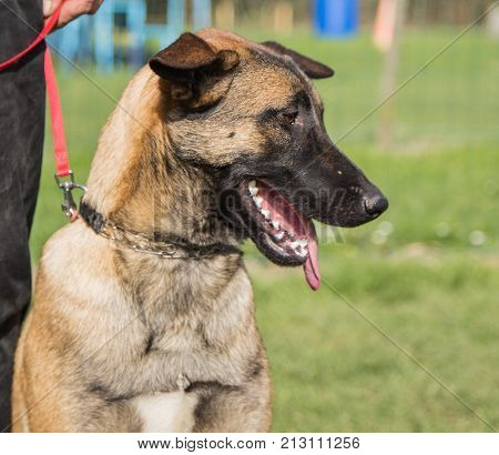 Belgian Malinois shepherd dog outdoor portrait of belgium