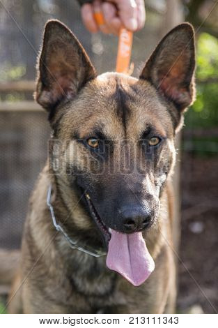 Belgian Malinois shepherd dog outdoor portrait of belgium