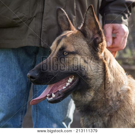 Belgian Malinois shepherd dog outdoor portrait of belgium