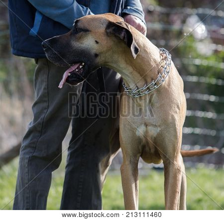 Belgian Malinois shepherd dog outdoor portrait of belgium