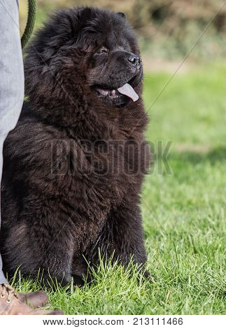 chow chow  dog portrait outdoors in Belgium