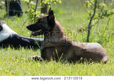 Belgian Malinois shepherd dog outdoor portrait of belgium