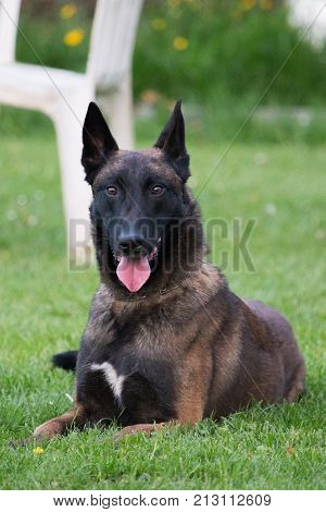 Belgian Malinois shepherd dog outdoor portrait of belgium