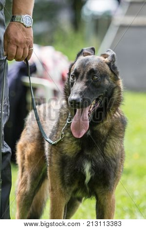 Belgian Malinois shepherd dog outdoor portrait of belgium