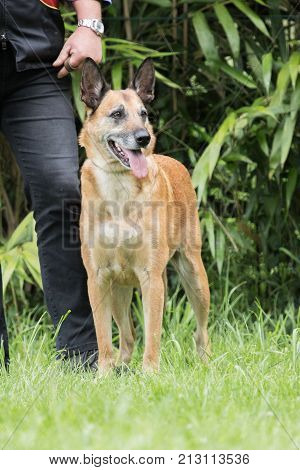 Belgian Malinois shepherd dog outdoor portrait of belgium