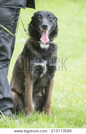 Belgian Malinois shepherd dog outdoor portrait of belgium
