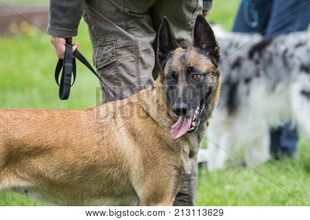 Belgian Malinois shepherd dog outdoor portrait of belgium
