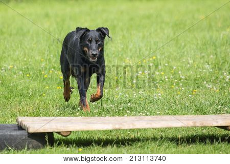 beauceron outdoor portrait at work in belgium nature