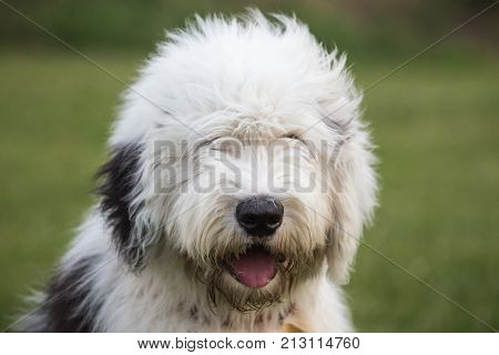 Belgian ancestral english - bobtail dog outdoor portrait of belgium