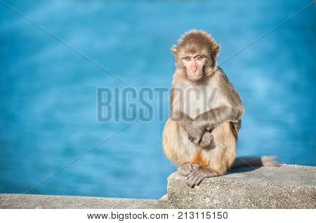 Small rhesus macaque at Kam Shan Country Park