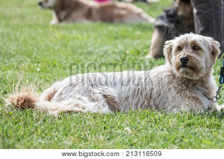yorkshire of the animal park Pairi Daiza in belgium