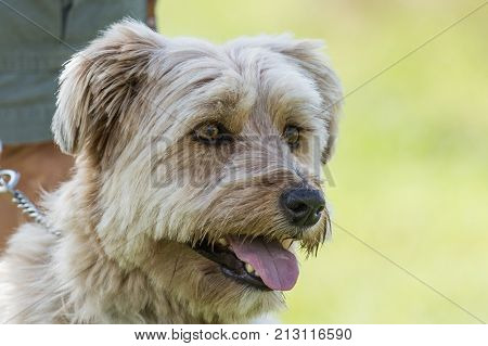 pyrenees mountain dog of the animal park Pairi Daiza in belgium