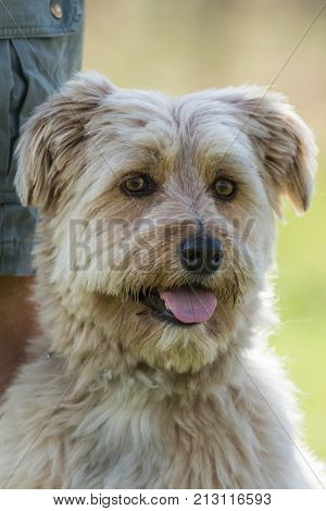 pyrenees mountain dog of the animal park Pairi Daiza in belgium