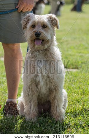 pyrenees mountain dog of the animal park Pairi Daiza in belgium