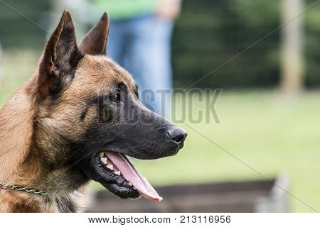 Belgian Malinois shepherd dog outdoor portrait of belgium
