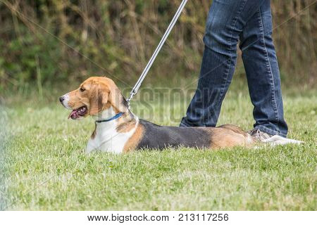 outdoor portrait of a beagle domestic dog at work in belgium