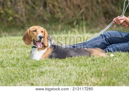 outdoor portrait of a beagle domestic dog at work in belgium