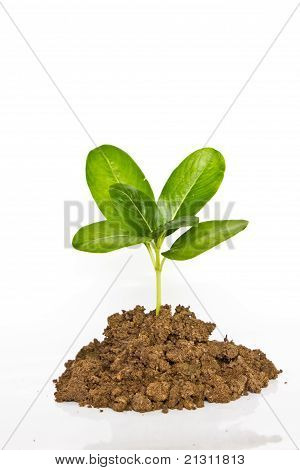 Zelená rostlina