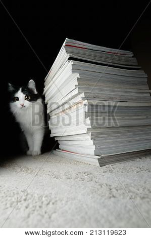 Kitten and a stack of magazines. Selective focus