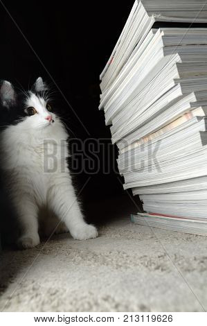 Kitten looks at a stack of magazines. Selective focus