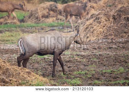 Male Nilgai (boselaphus Tragocamelus) Walking In Keoladeo Ghana National Park, Bharatpur, India