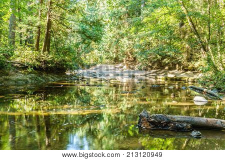 Fast mountain creeck or river in green wet forest