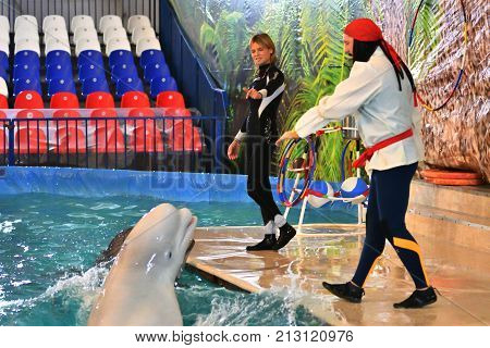 Orenburg, Russia - November 8, 2017 Year: Dolphins And Belukha (lat. Delphinapterus Leucas) In The D