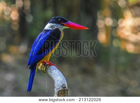 Black-capped Kingfisher Halcyon pileata Birds of Thailand