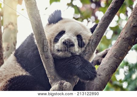 Giant Panda sleeps on the tree brunch.