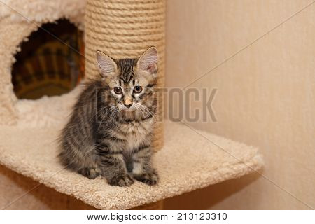A cute little kitten a Bobtail sits at the entrance to the cat's cottage. Pets. Hypoallergenic cat breed. Portrait of a tabby cat.