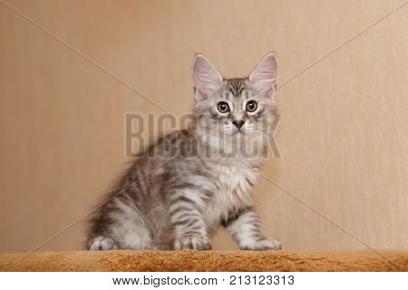 Cute little kitty Bobtail. Pets. Hypoallergenic cat breed. Portrait of a tabby cat