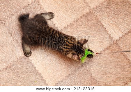 Lovely little kitten Bobtail plays with a toy. View from above. Pets. Hypoallergenic cat breed. Portrait of a striped and furry cat.