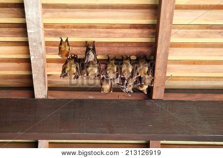 Group of Lesser Dog-Faced fruit bats hanging on a roof during day time in Singapore