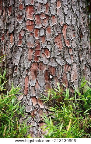 bark tree and green grass texture background.