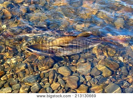River in the taiga, pink salmon goes to spawn. Spawning of salmon. Fishing in Kamchatka. Summer. Russia, the Kamchatka Peninsula. Low DOF.