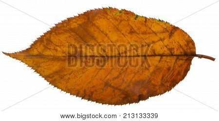Yellow sakura leaf isolated on white background.
