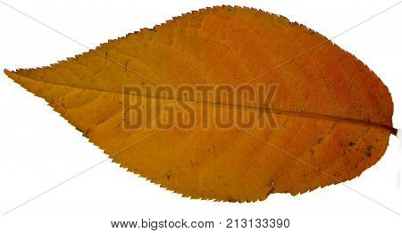 Yellow sakura leaf isolated on white background.